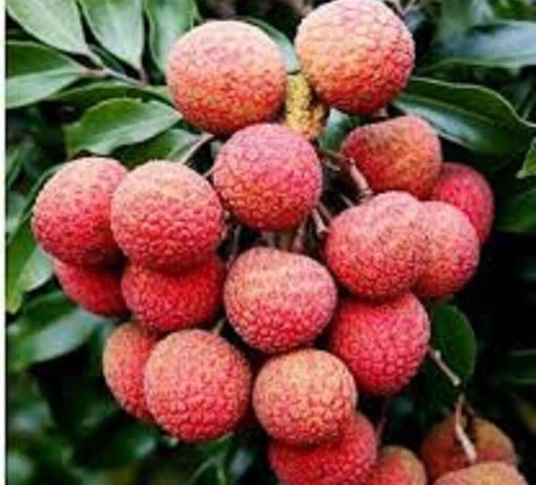 আগামীকাল নতুন সবজি ও ফল আসবে