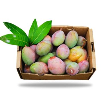 Golden Spanish Mango - Spain er Mishti Aam - Spanische Mango (Spanish Mango)