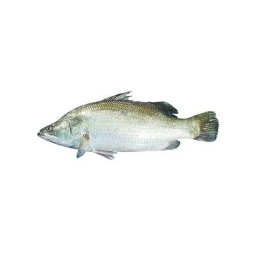 Coral Fish- Korallenfisch
